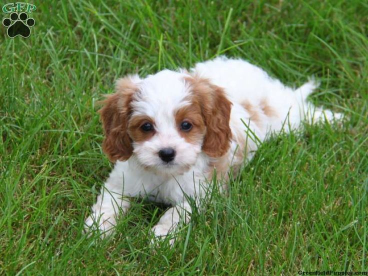 puppy apartment for sale 33 best cavoodle puppies images on cavapoo puppies poodle mix and puppy apartment for sale 33 best cavoodle puppies images on cavapoo puppies poodle mix and