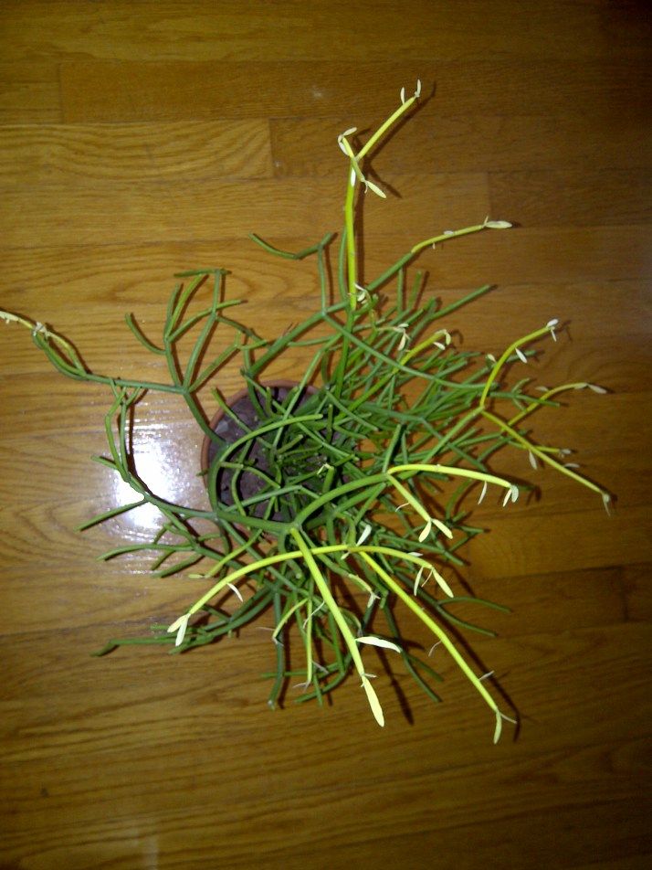 Free Plant Identification | Plants, Plant identification, House plants