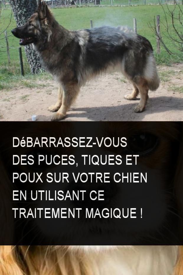 Pin On Astuce Animaux