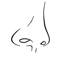 How To Draw A Cartoon Nose That Looks Good | Cartoon noses ...