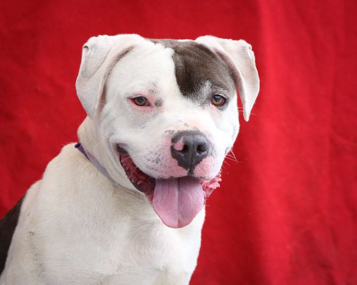 Pin On Adoptable Dogs