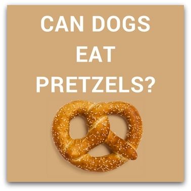 Can Dogs Eat Bones Pork Chops Can Dogs Eat Bones Pork Chops