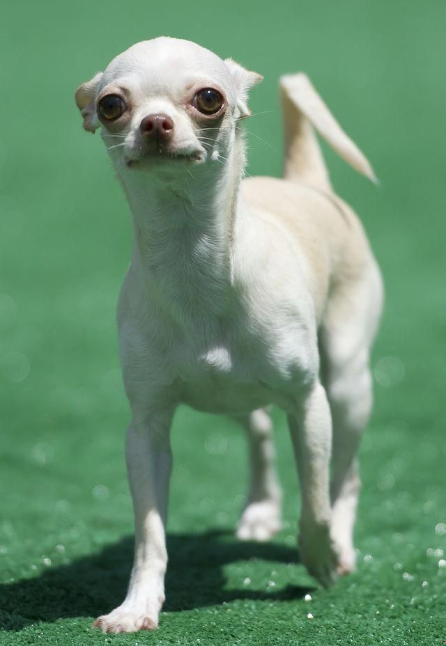 Cani Dogs Perros Chihuahua Trainingdogstogetalong Tea Cup