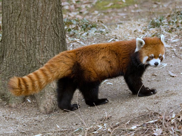 red panda Google Search in 2020 Red panda, Cute baby animals