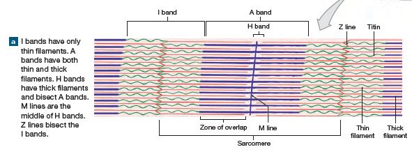 Sarcomere Structure