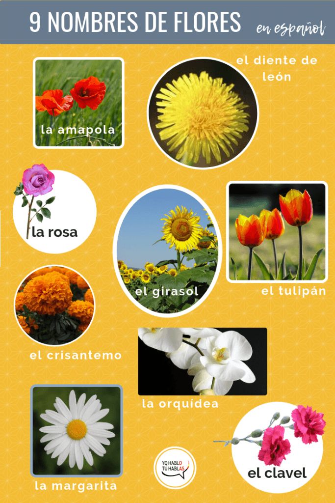 Laxante dulcolax adelgazar rapido