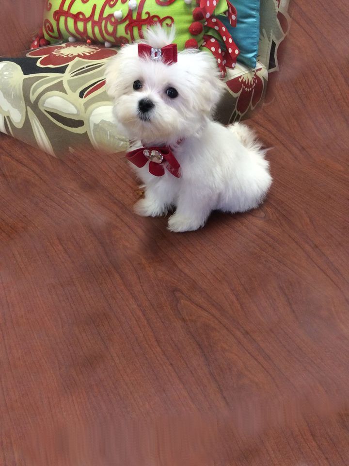 maltese puppies for sale in florida 183 best maltese puppies images on maltese puppies beautiful and dogs maltese puppies for sale in florida 183 best maltese puppies images on maltese puppies beautiful and dogs
