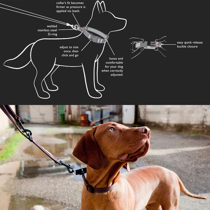 Pin On Dog Collars Harnesses And Leashes