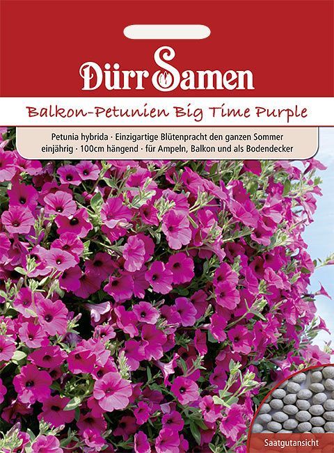 Die besten 25+ Petunien Ideen auf Pinterest Petunie blume - lila blumen bestimmen Die besten 25+ Petunien Ideen auf Pinterest Petunie blume - lila blumen bestimmen