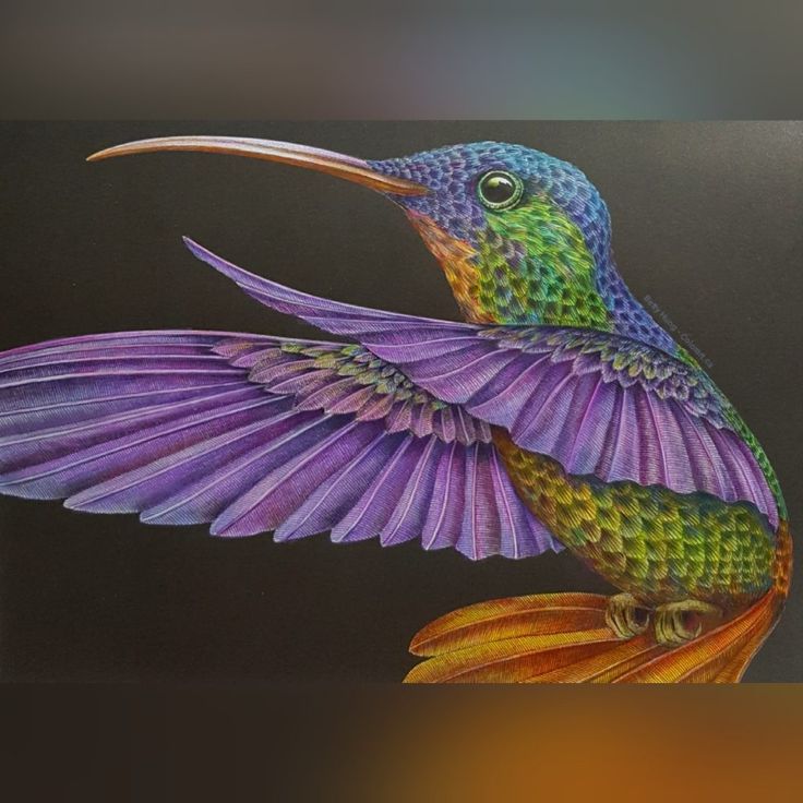 Hummingbird – Intricate Ink Animals in detail by Tim Jeffs | Colorful