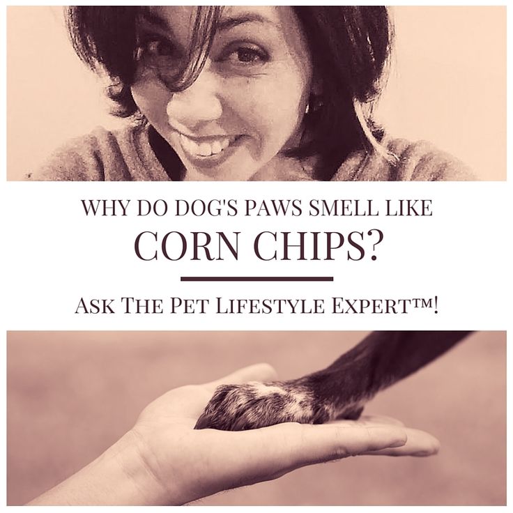Why Does My Dog Smell Like Frito Corn Chips Why Does My Dog Smell Like Frito Corn Chips