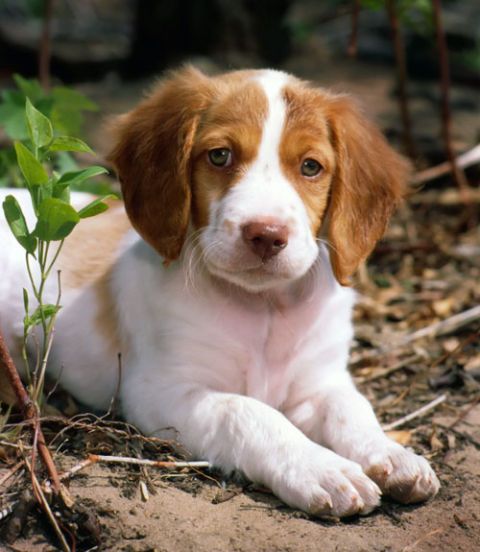 10 best types of new breed dogs images on pinterest clocks dog types of medium size dogs