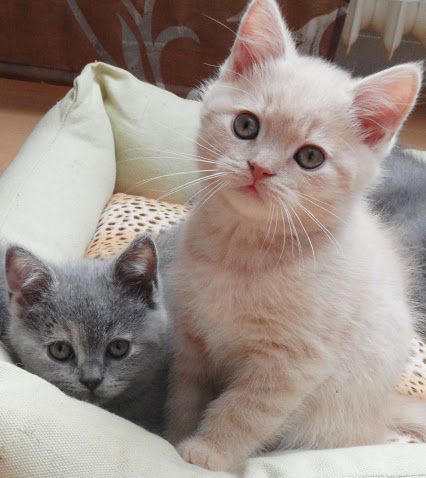 Videos & Pictures Funny Pets - Community - Google+