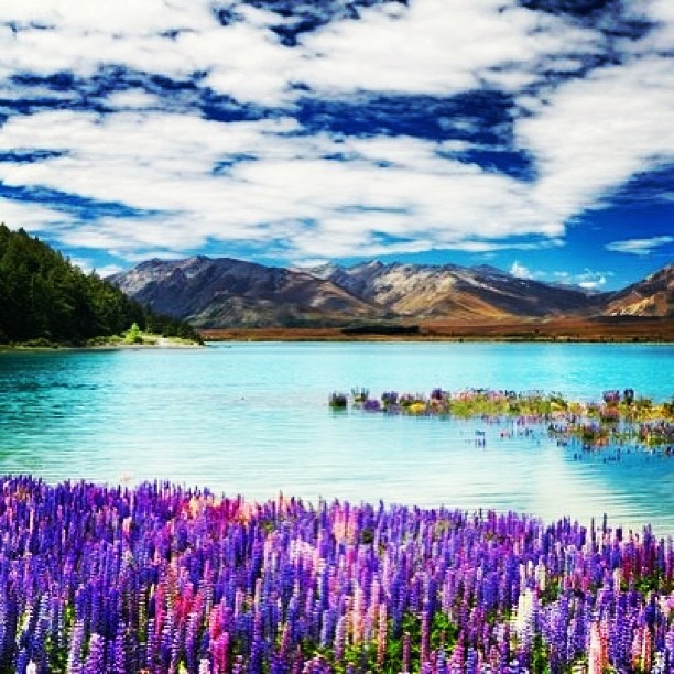 15 Best Nz Wedding Lake Tekapo Images On Pinterest New Zealand New Zealand Lake Tekapo Beautiful Even In Winter