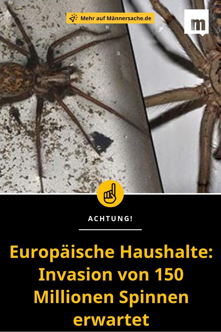 Spinnen dient zum Abnehmen Spinnen dient zum Abnehmen