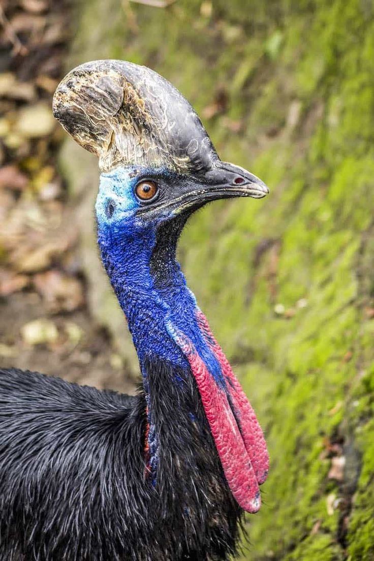 Download Native Australian Animals Facts, Pictures & Information ...