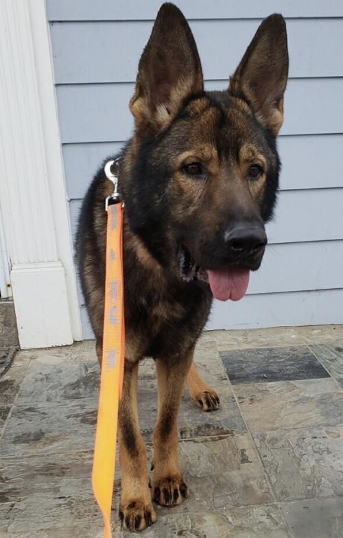 Adopt Ralph On Dogs Dogs Puppies Fancy Cats