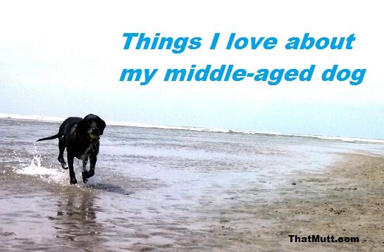 What To Make Sure About Before Boarding My Dog What To Make Sure About Before Boarding My Dog