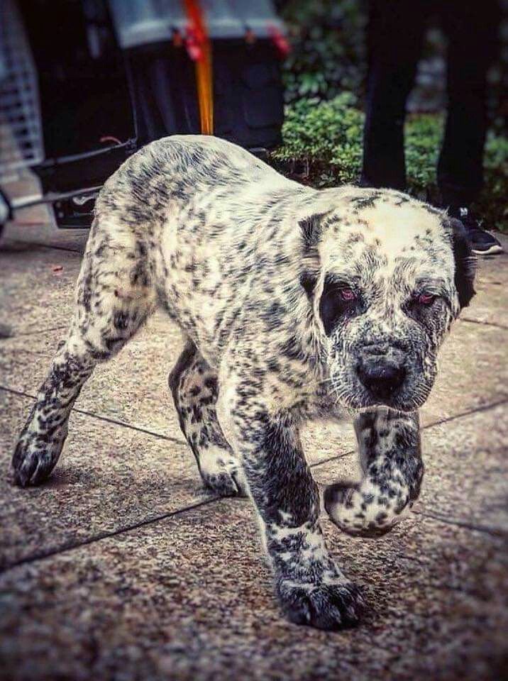 Pin By Kacy Wright On Badass K 9 Alabai Dog Dog Breeds