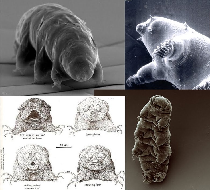 tardigrade carbon backbone tardigrade carbon backbone
