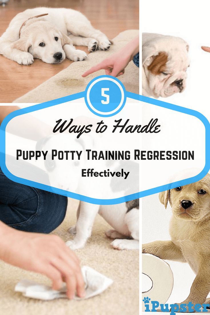 Five Dog Grooming Tips And Tricks Potty Training Regression