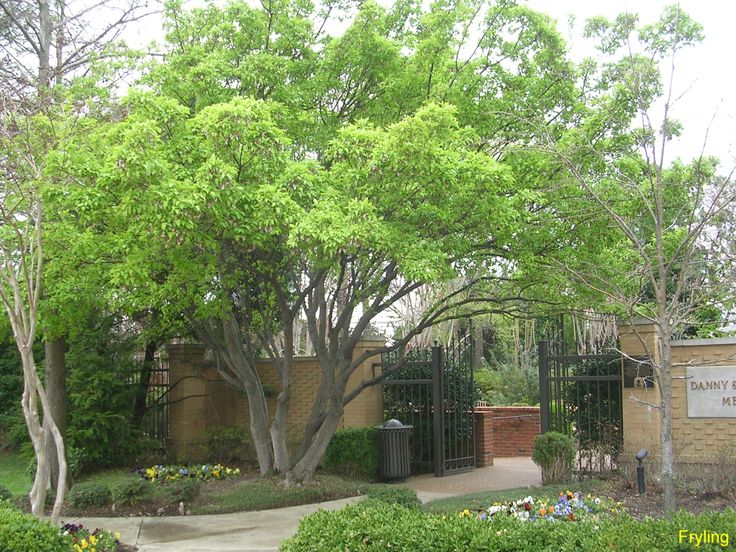 amur maple scientific name acer ginnala common name amur maple plant type deciduous leaf amur maple scientific name acer ginnala common name amur maple plant type deciduous leaf