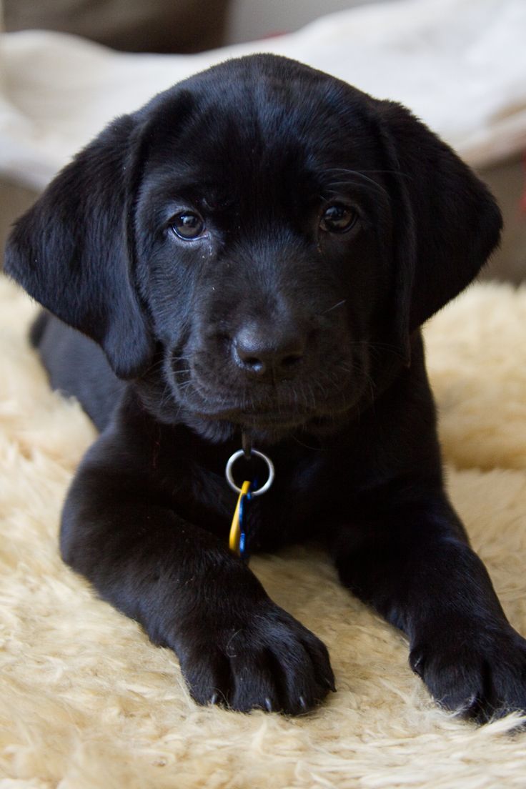 480 Idees De Labrador Noir En 21 Chien Chien Labrador Labrador 480 Idees De Labrador Noir En 21 Chien Chien Labrador Labrador
