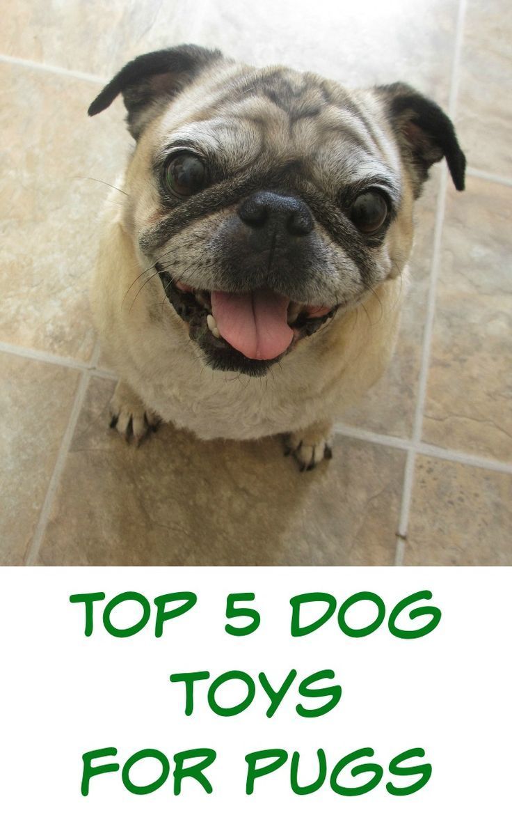 Favorite Dog Toys For Pugs My Pugs Own Too Many Dog Toys We Ve