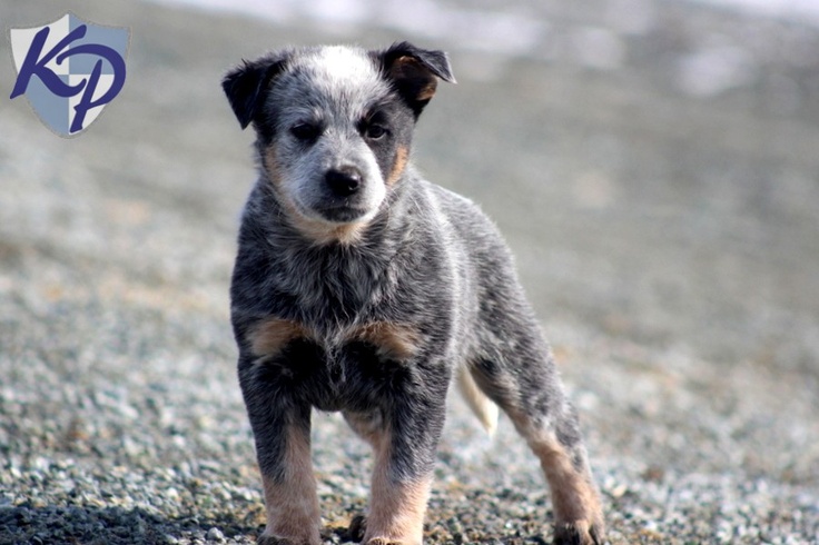 australian cattle puppies for sale in pa 48 best australian cattle pups images on cattle dogs australian australian cattle puppies for sale in pa 48 best australian cattle pups images on cattle dogs australian
