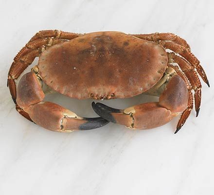 Dressing crab - How to | Recipe | Dressed crab, Crab, Crab recipes