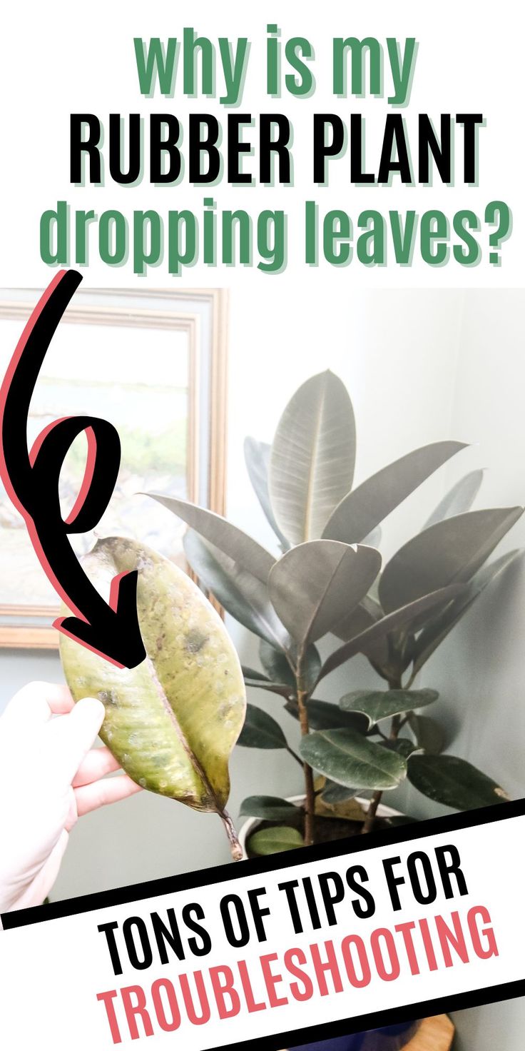 Rubber plant leaves turning yellow