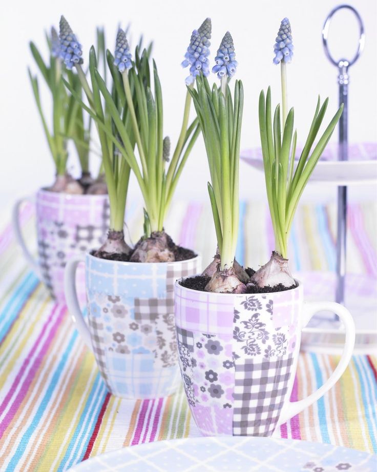 Die besten 25+ Blühende pflanzen Ideen auf Pinterest Blühende - lila blumen bestimmen Die besten 25+ Blühende pflanzen Ideen auf Pinterest Blühende - lila blumen bestimmen