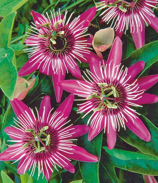 87 best Garten images on Pinterest Garden plants, Autumn - gartenpflanzen winterhart immergrun 87 best Garten images on Pinterest Garden plants, Autumn - gartenpflanzen winterhart immergrun