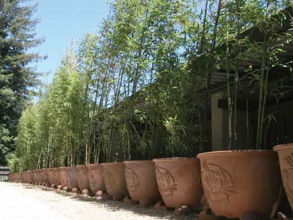 1171 Best Garden Inspiration Images On Pinterest Proven Winners Potted Bamboo Privacy Hedge 27 Wide Pots 3 4 Ing
