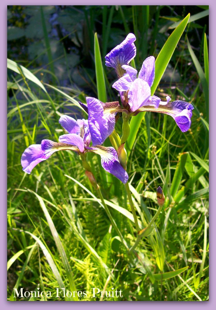 Wild Iris Wild flowers, Wild iris, Bloom