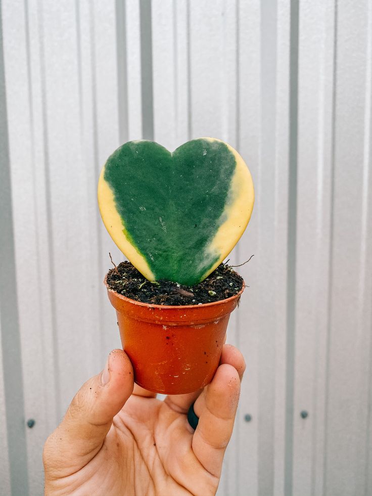 Single leaf hoya kerrii