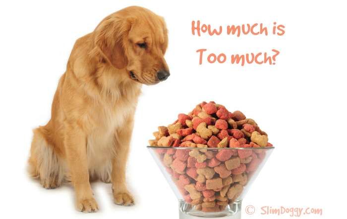 Cheap Immune System Help For Cats And Dogs Cheap Immune System Help For Cats And Dogs