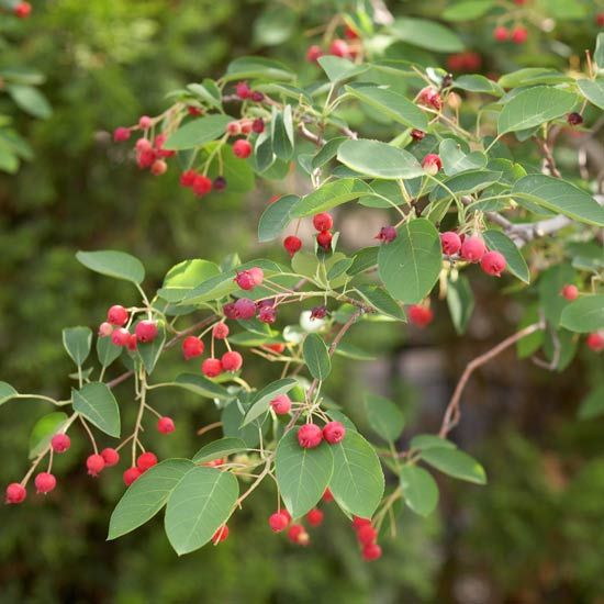357 Best Trees And Shrubs Images On Pinterest Serviceberry The Ultimate In Four Season Beauty Autumn Brilliance Bears Cers