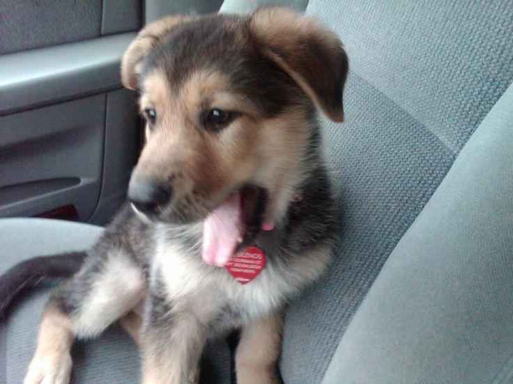 husky australian shepherd mix puppies best 25 australian shepherd lab mix ideas on australian shepard mix lab husky australian shepherd mix puppies best 25 australian shepherd lab mix ideas on australian shepard mix lab