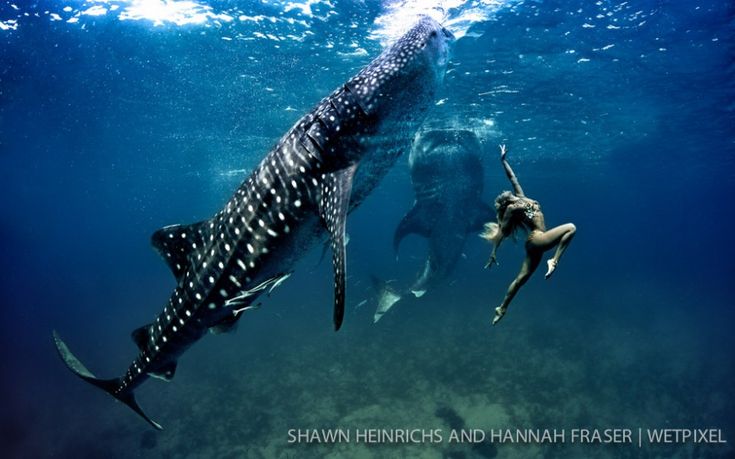 Http://Wetpixel.com/Full_Frame/Shawn-Heinrichs-And-Hannah-Mermaid | Squali Balena, Animali, Squalo