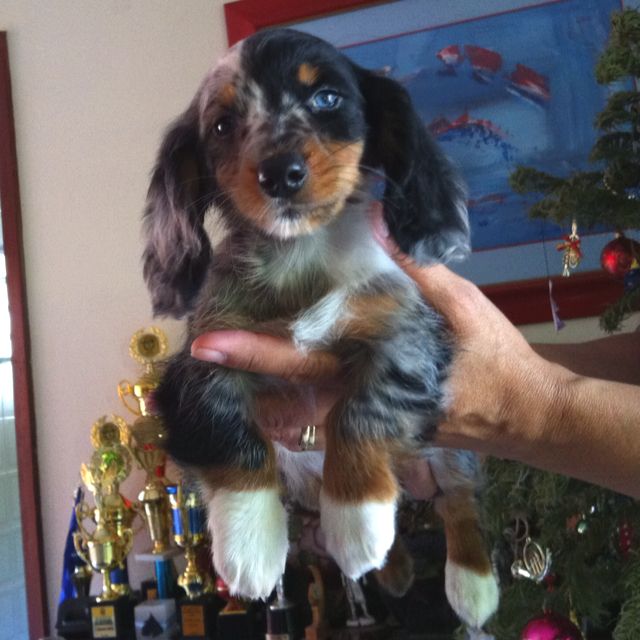 Dachshund puppies | New Hampshire | Pets4Homes