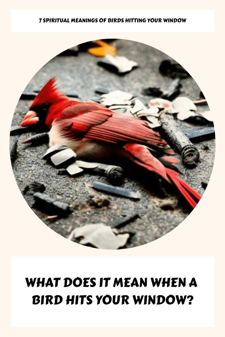 Understanding The Symbolism Of Birds Hitting Windows understanding-the-symbolism-of-birds-hitting-windows