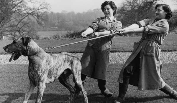 Great Dane Training By Correction Reinforcement Including Dog