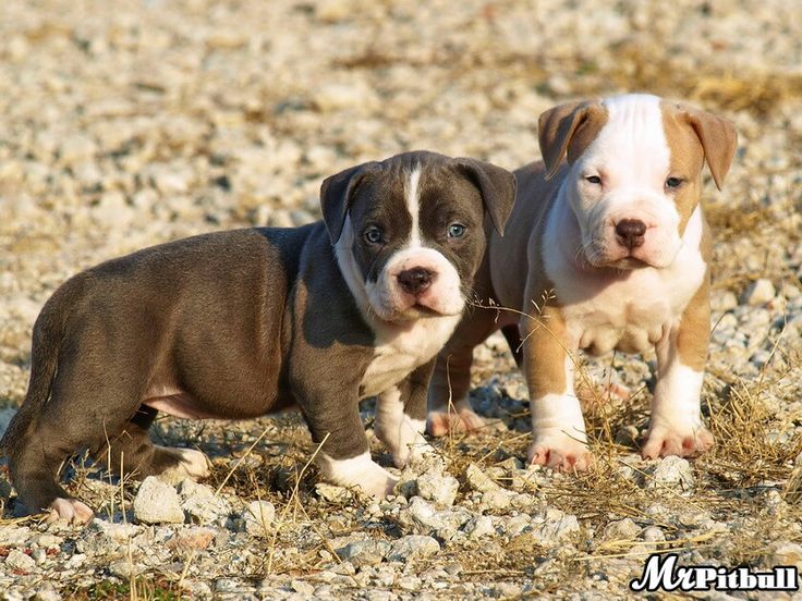 Love Pitbulls Pitbull Puppies Pitbull Dog Puppy Pitbulls