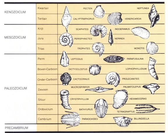 Fossil Dating/Identification | Earth science, Interactive science