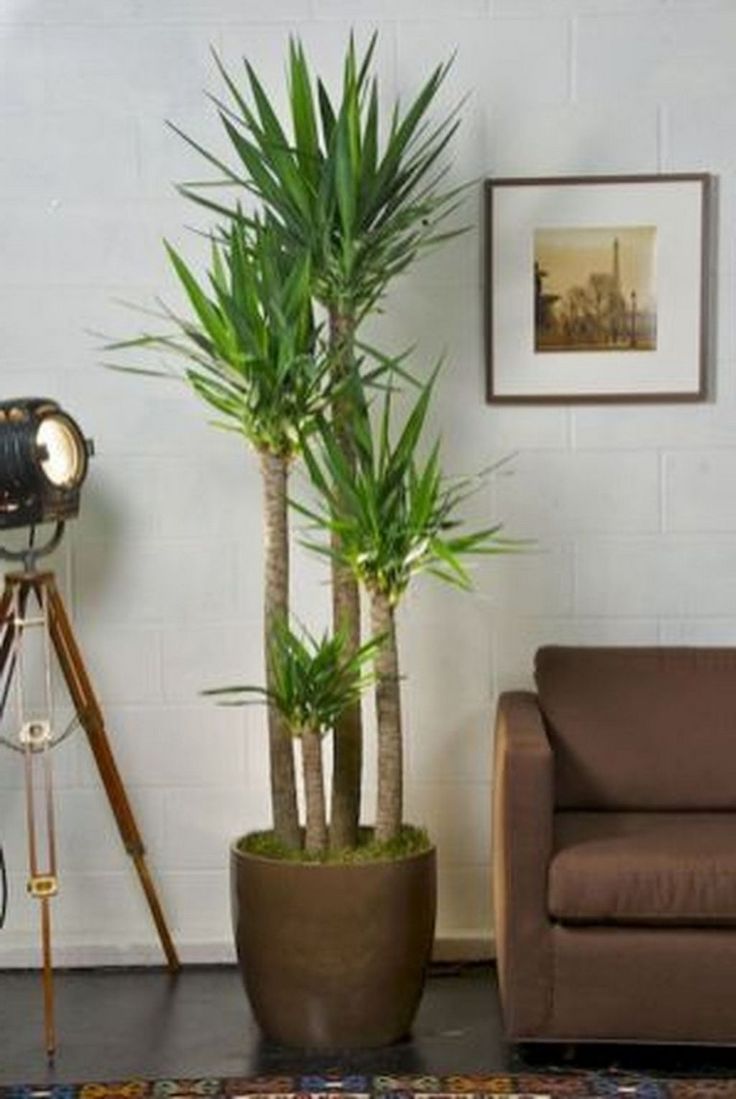 15+ Gorgeous Indoor Plants Ideas Will Purify Your Rooms Air | Plants