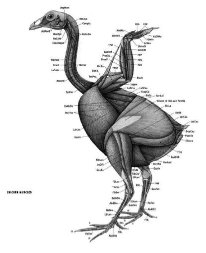 Anatomía animal, Anatomía, Anatomia musculos