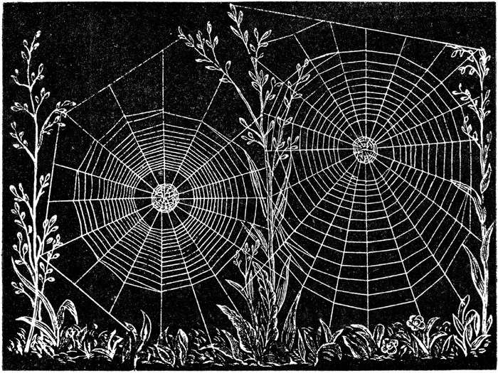web of epeira strix an orb weaving spider