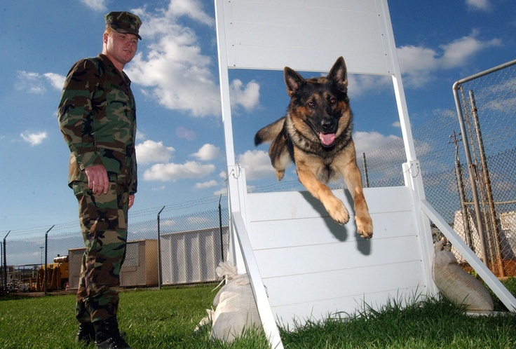 Dog Agility Training Las Vegas Dog Agility Training Las Vegas