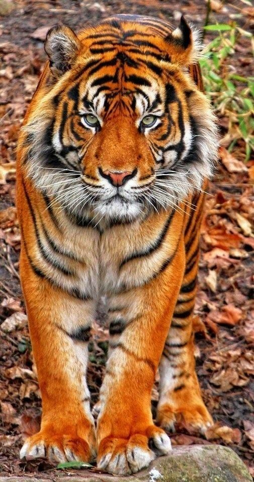 “So very beautiful” / The lion is perhaps the strongest, but the most beautiful … – Männer “So very beautiful” / The lion is perhaps the strongest, but the most beautiful … – Männer